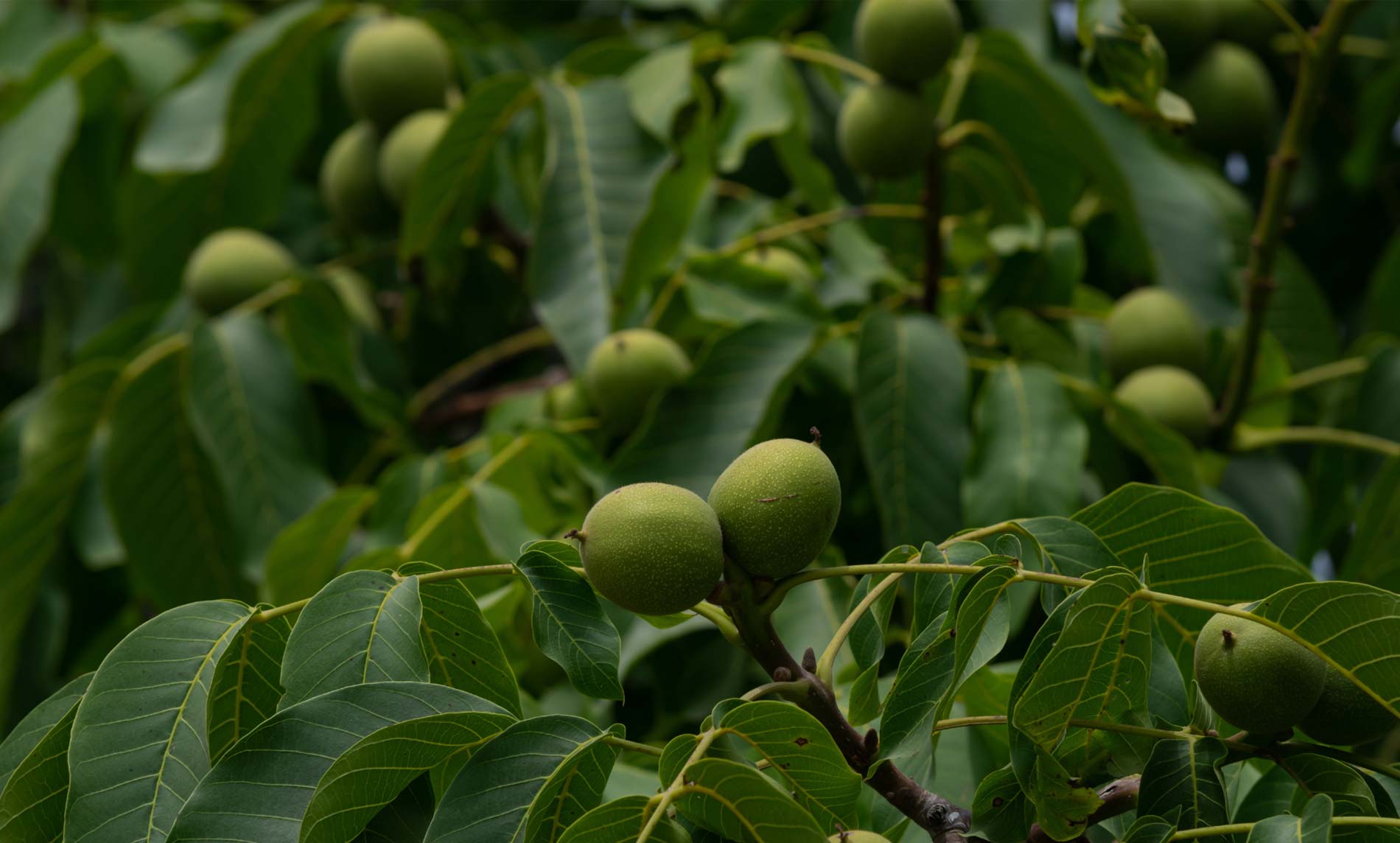 Historical Walnut Expertise