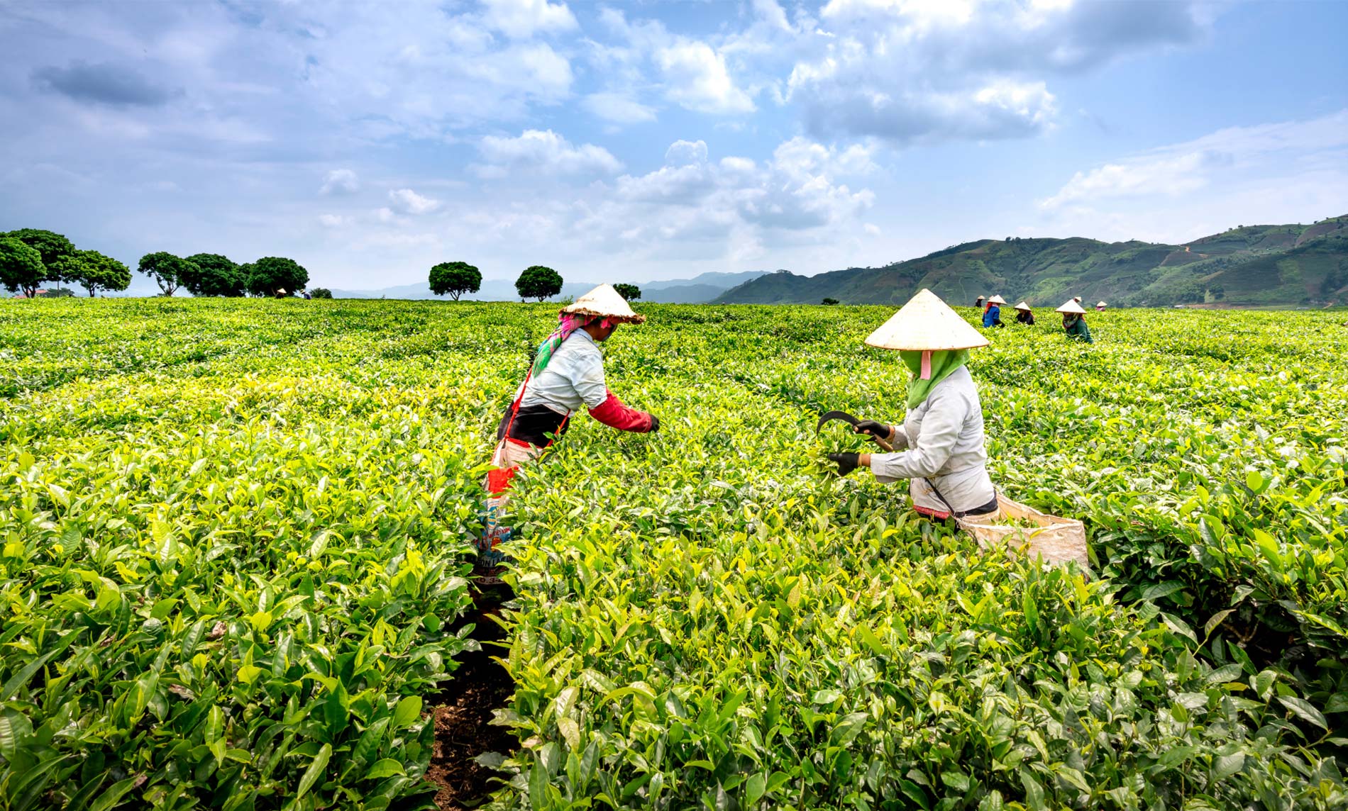 Innovating Agricultural Trade