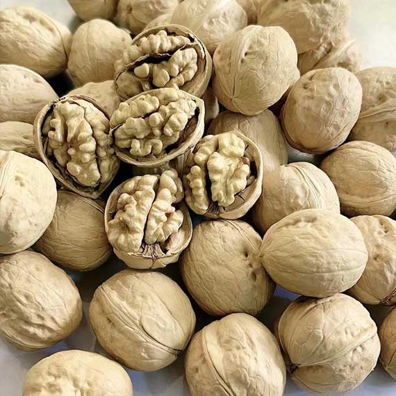 LETGO Walnut InShell